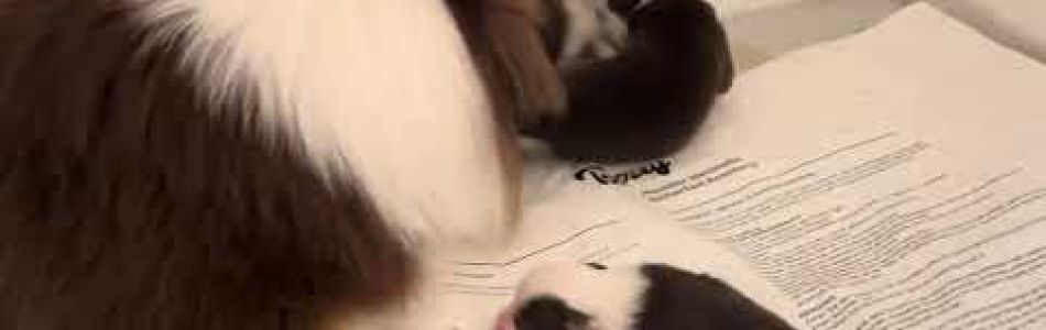 Lotte-Roko-Kleine-Kroeten-Beitragsbild.jpg Lotte-Roko-Kleine-Kroeten-Beitragsbild.jpg