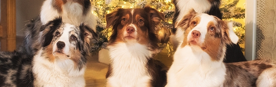 Frohe-Weihnachten-und-einen-guten-Rutsch-ins-neue-Jahr-Beitragsbild.jpg Frohe-Weihnachten-und-einen-guten-Rutsch-ins-neue-Jahr-Beitragsbild.jpg