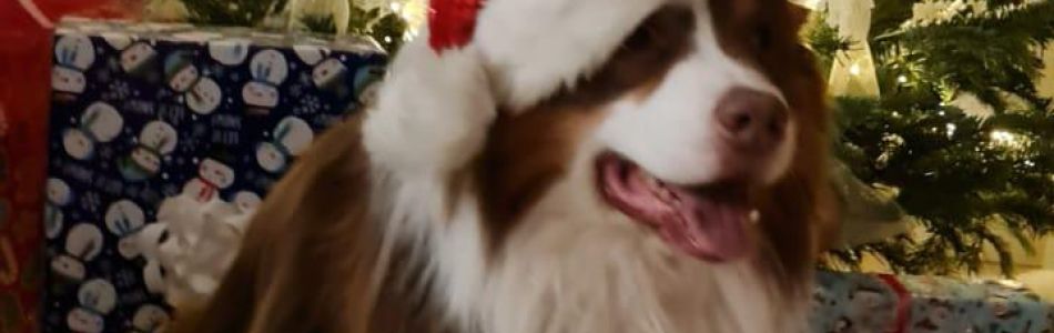 X-Mas-bei-den-Yellowstone-Nachzuchten-Teil-2-Beitragsbild.jpg X-Mas-bei-den-Yellowstone-Nachzuchten-Teil-2-Beitragsbild.jpg