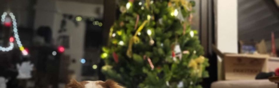 X-Mas-bei-den-Yellowstone-Nachzuchten-Teil-3-Beitragsbild.jpg X-Mas-bei-den-Yellowstone-Nachzuchten-Teil-3-Beitragsbild.jpg