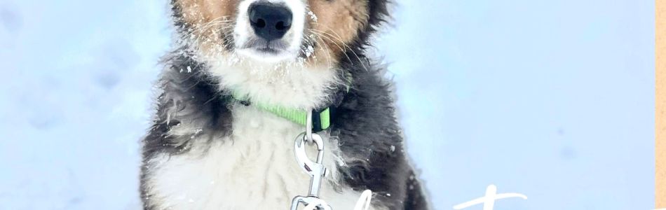 X-Mas-bei-den-Yellowstone-Nachzuchten-Teil-6-Beitragsbild.jpg
