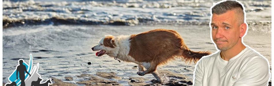 Infos-Sind-ZOOMIES-wirklich-SCHAeDLICH-fuer-den-Hund-Beitragsbild.jpg
