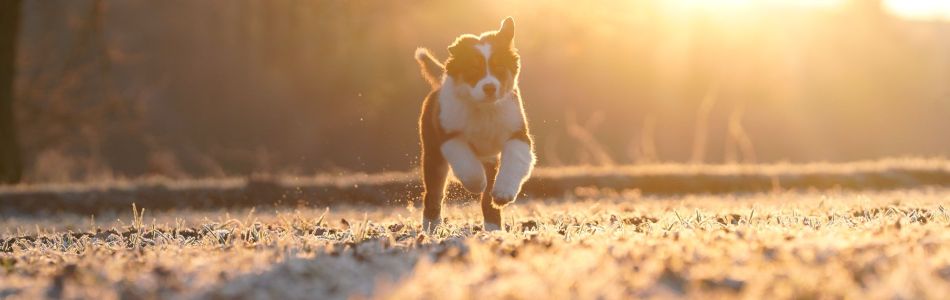 Gloria-im-Sonnenaufgang-Beitragsbild.jpg Gloria-im-Sonnenaufgang-Beitragsbild.jpg