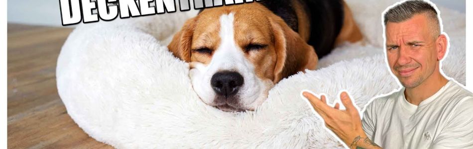 Infos-HUNDE-MUeSSEN-SCHLAFEN-JA-ODER-NEIN-Beitragsbild.jpg Infos-HUNDE-MUeSSEN-SCHLAFEN-JA-ODER-NEIN-Beitragsbild.jpg