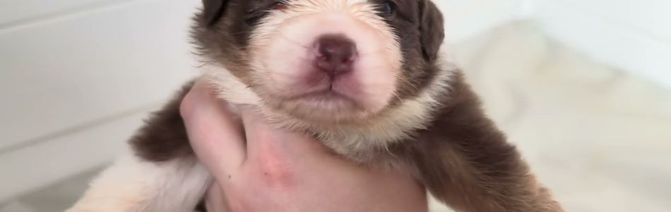 Phoenix-Major-25-Wochen-alt-Beitragsbild.jpg Phoenix-Major-25-Wochen-alt-Beitragsbild.jpg