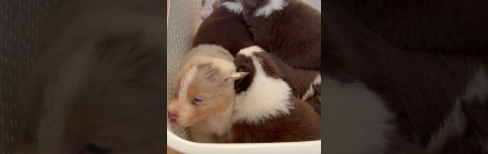 Phoenix-Major-Kleine-knutschnis-red-tri-ruede-sucht-Zuhause-Beitragsbild.jpg Phoenix-Major-Kleine-knutschnis-red-tri-ruede-sucht-Zuhause-Beitragsbild.jpg