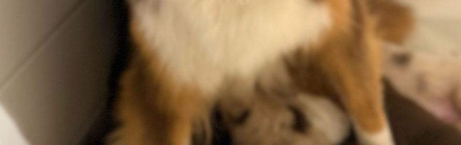 Puppyspam-Beitragsbild.jpg Puppyspam-Beitragsbild.jpg