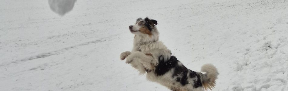 Schnee-Chaos-Beitragsbild.jpg Schnee-Chaos-Beitragsbild.jpg