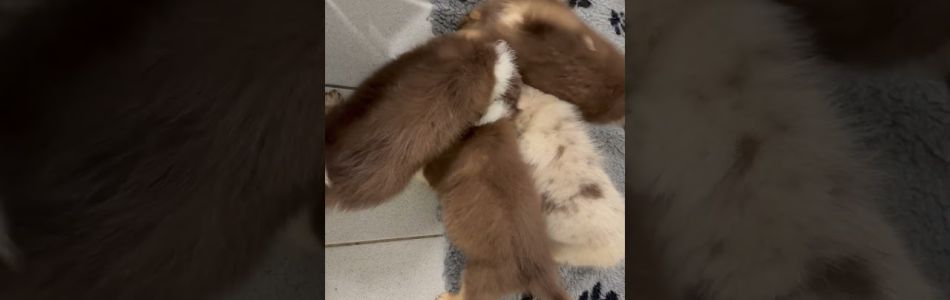 Phoenix-Major-Knochen-Beitragsbild.jpg Phoenix-Major-Knochen-Beitragsbild.jpg
