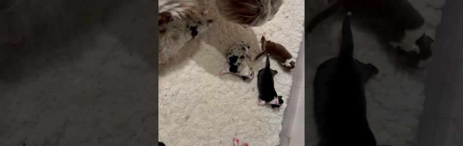 Ira-Kenobi-Kleine-babymaeuse-Beitragsbild.jpg