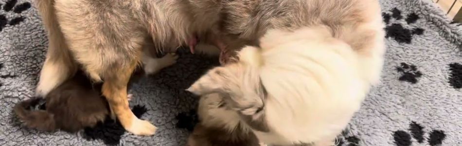 Leia-Tiger-Dusche-die-erste-Beitragsbild.jpg Leia-Tiger-Dusche-die-erste-Beitragsbild.jpg