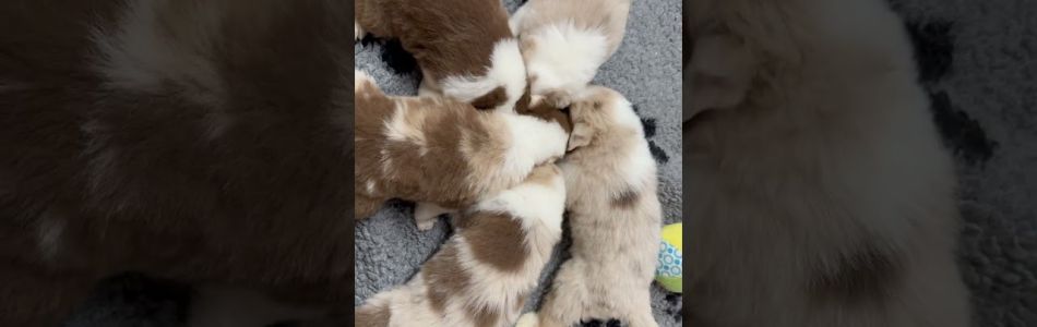 Leia-Tiger-Erstes-mampfen-Beitragsbild.jpg Leia-Tiger-Erstes-mampfen-Beitragsbild.jpg