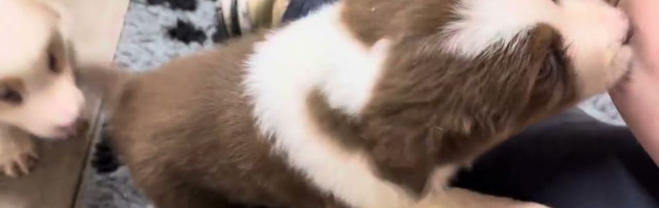Leia-Tiger-Kaemmen-Beitragsbild.jpg Leia-Tiger-Kaemmen-Beitragsbild.jpg