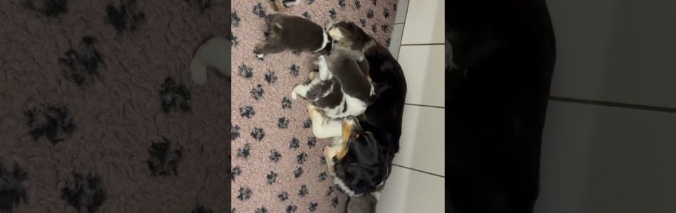 Lucy-Clark-Kurz-im-Auslauf-geirrt-Beitragsbild.jpg Lucy-Clark-Kurz-im-Auslauf-geirrt-Beitragsbild.jpg