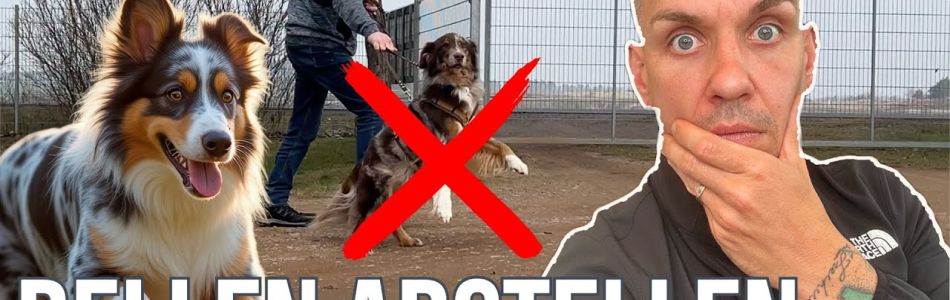 Infos-Bellen-stoppen-und-Grenzen-setzen-Seinem-Hund-Feedback-geben-Beitragsbild.jpg