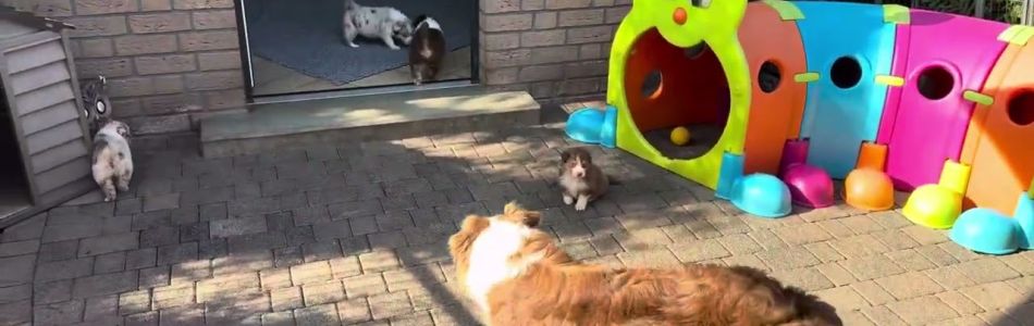 Cally-Tony-On-the-run-Beitragsbild.jpg Cally-Tony-On-the-run-Beitragsbild.jpg