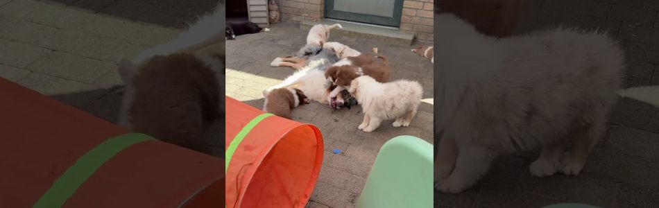 Cally-Tony-Garten-Zeit-Beitragsbild.jpg