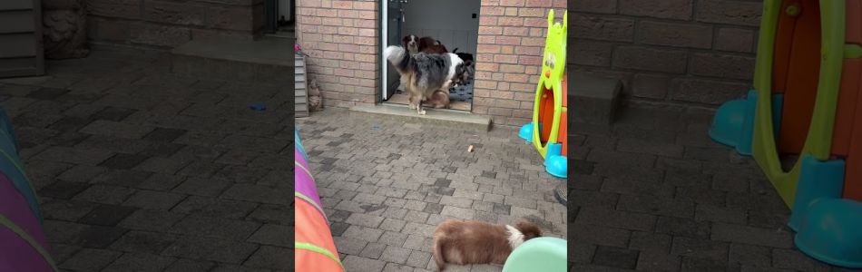 Cally-Tony-Warte-bis-zum-Ende-Beitragsbild.jpg