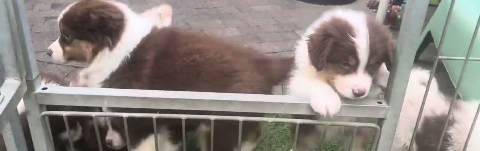 Cuddles-Tiger-Geraeusche-Beitragsbild.jpg Cuddles-Tiger-Geraeusche-Beitragsbild.jpg