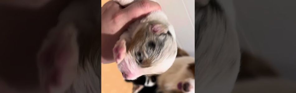 Rosy-Andy-Rosys-Welpis-Beitragsbild.jpg Rosy-Andy-Rosys-Welpis-Beitragsbild.jpg