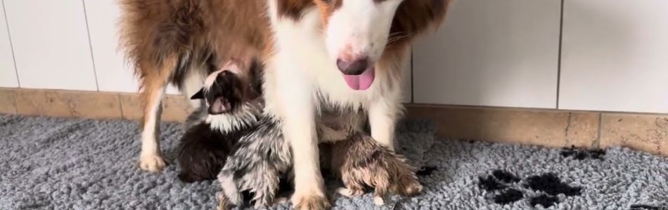 Rosy-Andy-Alle-unzufrieden-Beitragsbild.jpg Rosy-Andy-Alle-unzufrieden-Beitragsbild.jpg