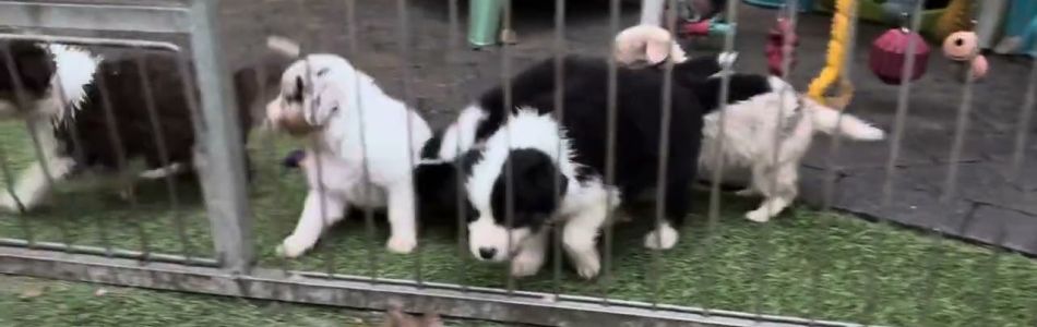 Rosy-Andy-Guten-Morgen-Beitragsbild.jpg Rosy-Andy-Guten-Morgen-Beitragsbild.jpg