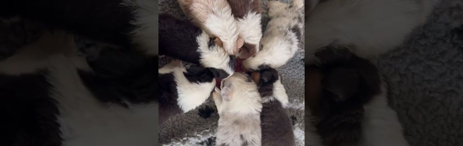 Rosy-Andy-Mjam-Mjam-Beitragsbild.jpg Rosy-Andy-Mjam-Mjam-Beitragsbild.jpg