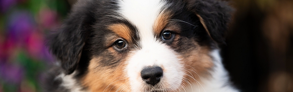 Harper-Andy-Welpen-suchen-Zuhause-Beitragsbild.jpg Harper-Andy-Welpen-suchen-Zuhause-Beitragsbild.jpg