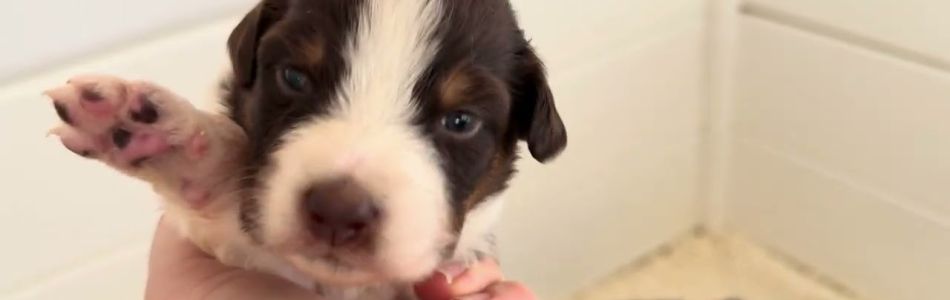 Akira-Tiger-Akiras-Welpen-2-Wochen-alt-Beitragsbild.jpg Akira-Tiger-Akiras-Welpen-2-Wochen-alt-Beitragsbild.jpg