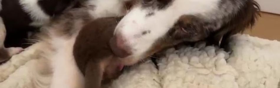 Akira-Tiger-Saeugen-Beitragsbild.jpg Akira-Tiger-Saeugen-Beitragsbild.jpg