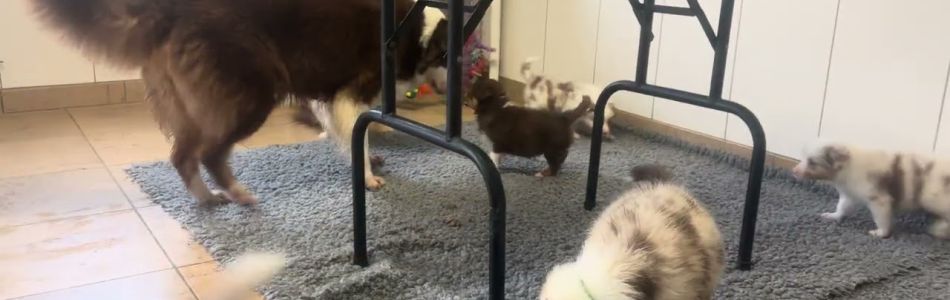 Disney-Cabby-Neue-Freunde-Disney-Welpen-Beitragsbild.jpg Disney-Cabby-Neue-Freunde-Disney-Welpen-Beitragsbild.jpg