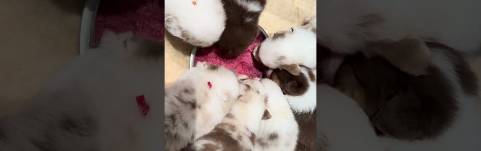 Disney-Cabby-Ohne-mampf-kein-Kampf-Beitragsbild.jpg Disney-Cabby-Ohne-mampf-kein-Kampf-Beitragsbild.jpg