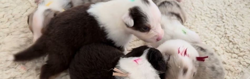 Lotte-Oz-Lotte-Brummer-2-Wochen-alt-Beitragsbild.jpg Lotte-Oz-Lotte-Brummer-2-Wochen-alt-Beitragsbild.jpg