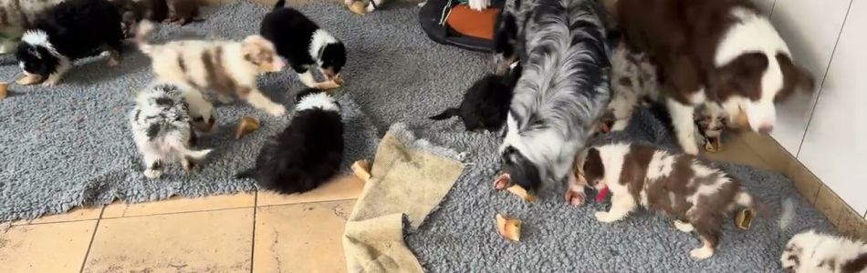 Shiny-Tiger-2-Hufe-kauen-Beitragsbild.jpg Shiny-Tiger-2-Hufe-kauen-Beitragsbild.jpg