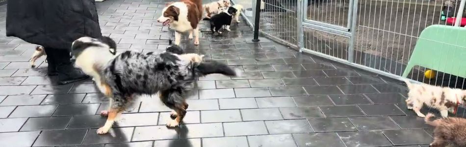 Shiny-Tiger-2-Morgendlicher-Freigang-und-neue-Person-Beitragsbild.jpg Shiny-Tiger-2-Morgendlicher-Freigang-und-neue-Person-Beitragsbild.jpg