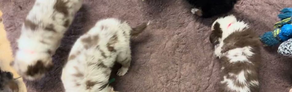 Shiny-Tiger-2-Silvester-Geraeusche-Beitragsbild.jpg Shiny-Tiger-2-Silvester-Geraeusche-Beitragsbild.jpg