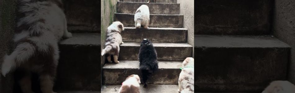 Shiny-Tiger-2-WHO-legt-the-dogs-out-Beitragsbild.jpg Shiny-Tiger-2-WHO-legt-the-dogs-out-Beitragsbild.jpg