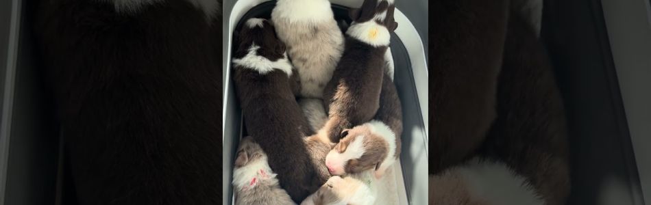 Cuddles-Don-15-Tage-alt-Beitragsbild.jpg Cuddles-Don-15-Tage-alt-Beitragsbild.jpg