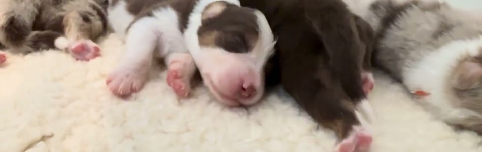 Cuddles-Don-15-Wochen-alt-Beitragsbild.jpg