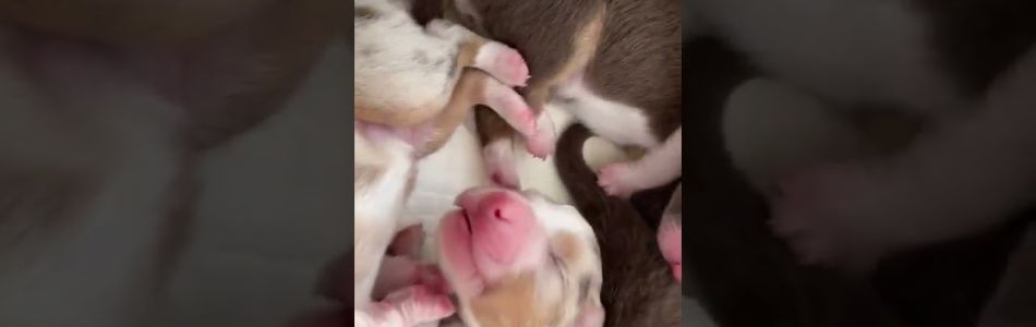 Cuddles-Don-3-Tage-jung-Beitragsbild.jpg Cuddles-Don-3-Tage-jung-Beitragsbild.jpg