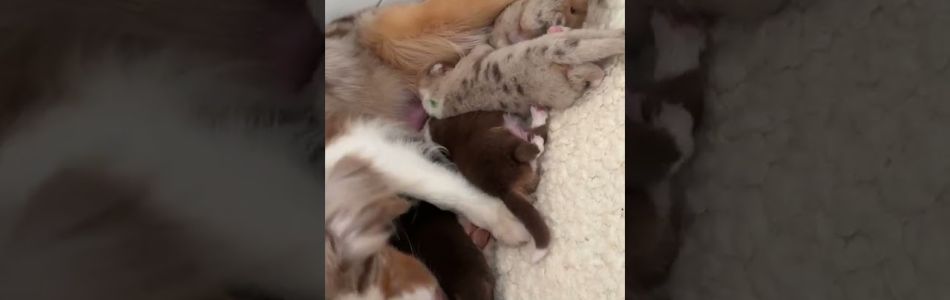 Cuddles-Don-Guten-Morgen-Beitragsbild.jpg