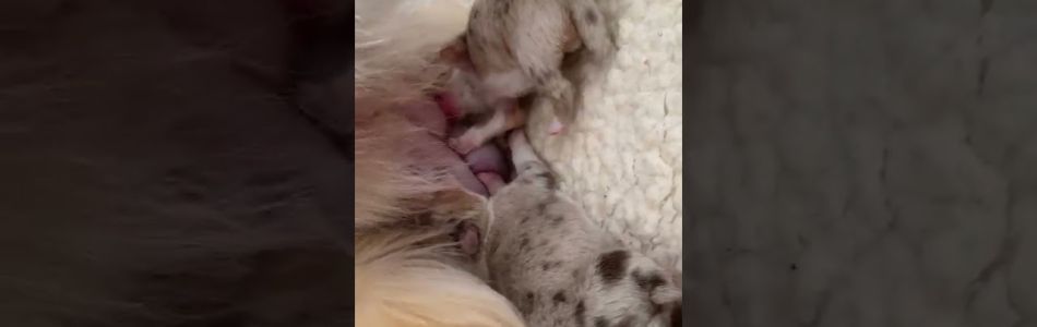 Cuddles-Don-Heute-mit-sauge-Sound-Beitragsbild.jpg Cuddles-Don-Heute-mit-sauge-Sound-Beitragsbild.jpg