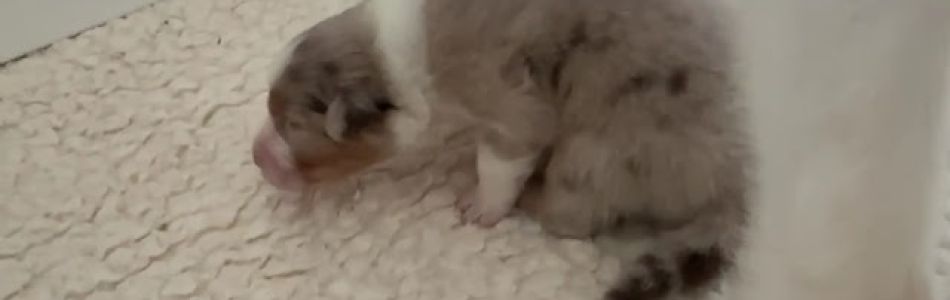 Cuddles-Don-Katzenwaesche-Beitragsbild.jpg