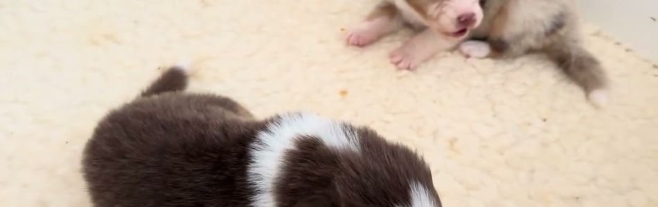 Cuddles-Don-Kleine-Igel-Beitragsbild.jpg Cuddles-Don-Kleine-Igel-Beitragsbild.jpg