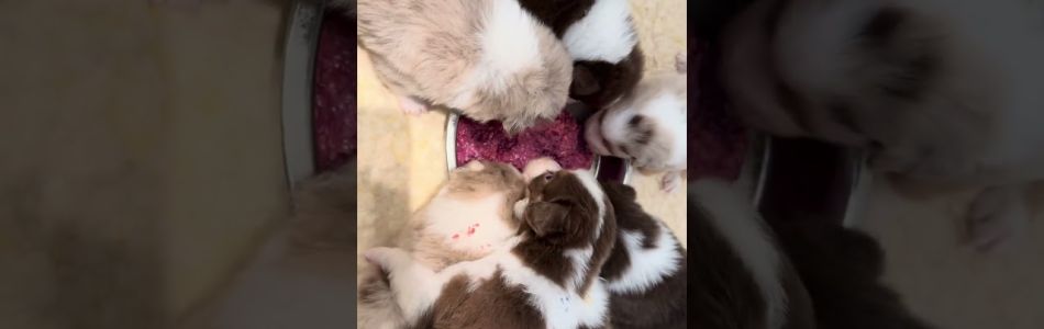 Cuddles-Don-Schmackofatzis-Beitragsbild.jpg Cuddles-Don-Schmackofatzis-Beitragsbild.jpg