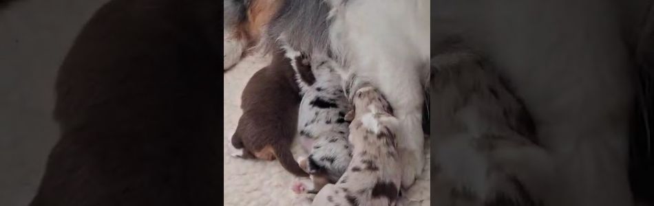 Fleur-Fox-Simone-unterhaelt-uns-Beitragsbild.jpg Fleur-Fox-Simone-unterhaelt-uns-Beitragsbild.jpg