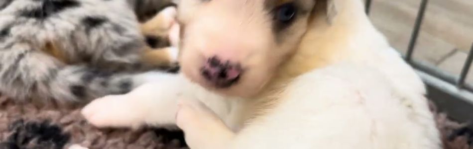 Fleur-Fox-Umzug-in-den-Auslauf-Beitragsbild.jpg Fleur-Fox-Umzug-in-den-Auslauf-Beitragsbild.jpg