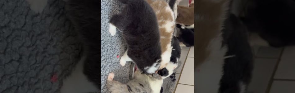 Winny-Barron-Umzug-in-den-Auslauf-Beitragsbild.jpg