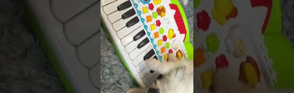 Ira-Tiger-Musikalische-Fruehfoerderung-Teil-3-Beitragsbild.jpg Ira-Tiger-Musikalische-Fruehfoerderung-Teil-3-Beitragsbild.jpg