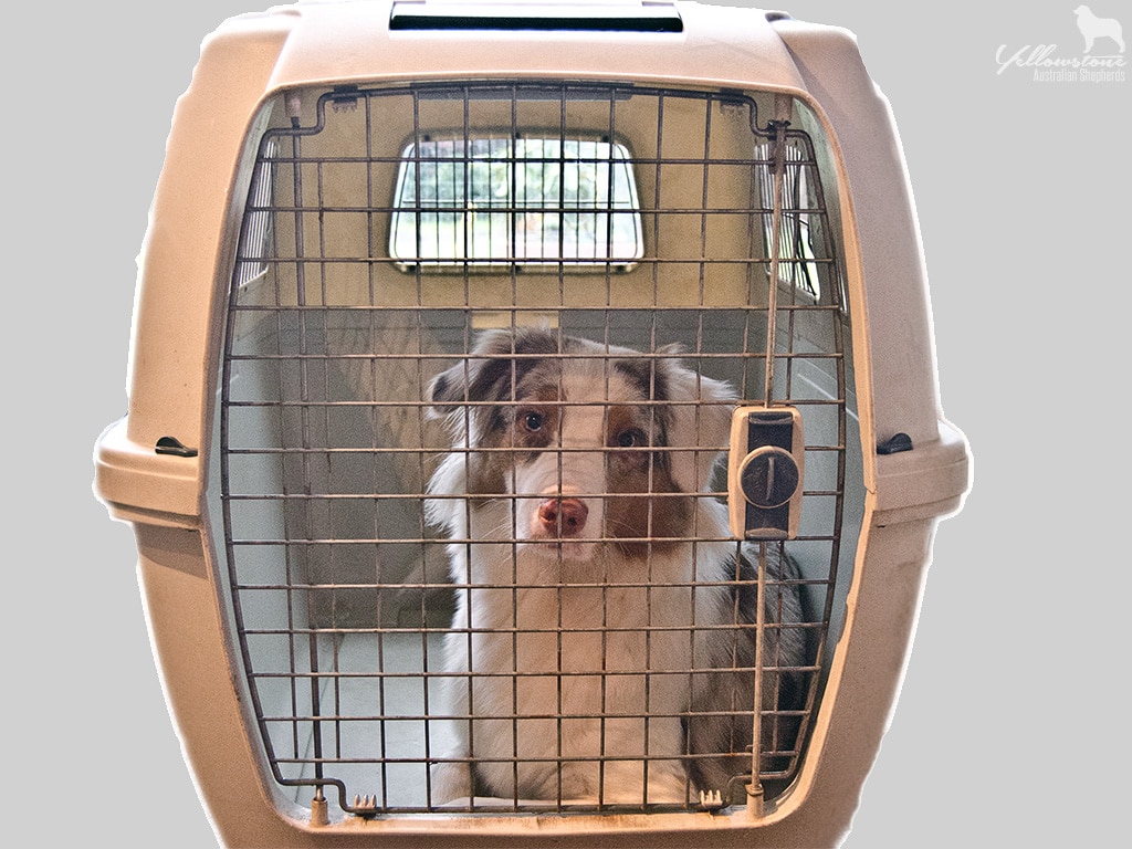 Welpen an Box gewöhnen Yellowstone Australian Shepherds